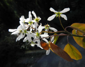 Felsenbirne Bluete weiß Amelanchier lamarckii 16