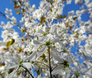 Felsenbirne Bluete weiß Amelanchier lamarckii 18