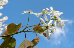 Felsenbirne Bluete weiß Amelanchier lamarckii 19
