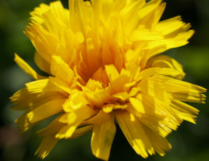 Ferkelkraut Bluete gelb Hypochoeris radicata 01