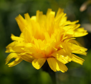 Ferkelkraut Bluete gelb Hypochoeris radicata 02