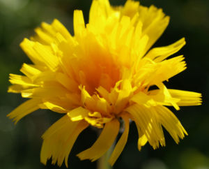 Ferkelkraut Bluete gelb Hypochoeris radicata 04