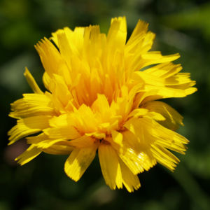 Ferkelkraut Bluete gelb Hypochoeris radicata 05