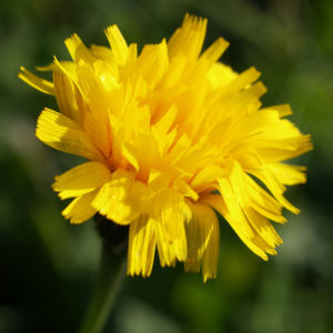 Ferkelkraut Bluete gelb Hypochoeris radicata 06
