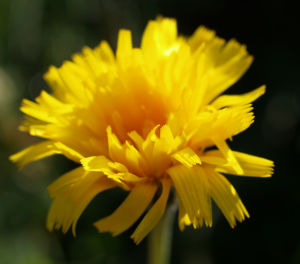 Ferkelkraut Bluete gelb Hypochoeris radicata 07