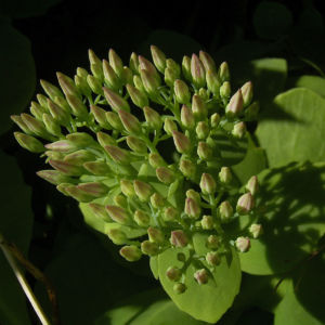 Fetthenne Bluete Sedum spectabile 02