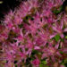 Zurück zum kompletten Bilderset Prächtige Fetthenne Blüte Sedum spectabile