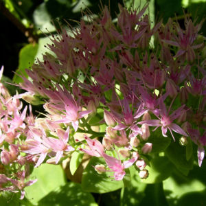 Fetthenne Bluete Sedum spectabile 04
