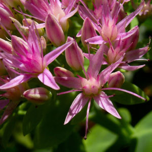 Fetthenne Bluete Sedum spectabile 07