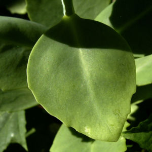 Fetthenne Bluete Sedum spectabile 08