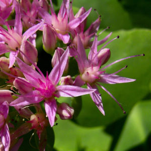 Fetthenne Bluete Sedum spectabile 09