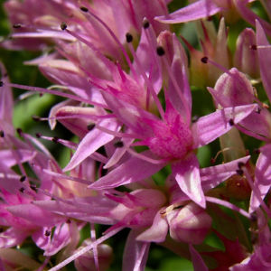 Fetthenne Bluete Sedum spectabile 10