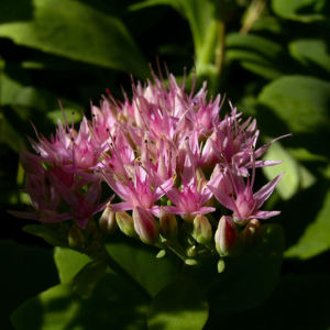 Fetthenne Bluete Sedum spectabile 11