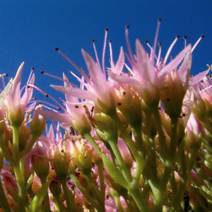 Fetthenne Bluete Sedum spectabile 12