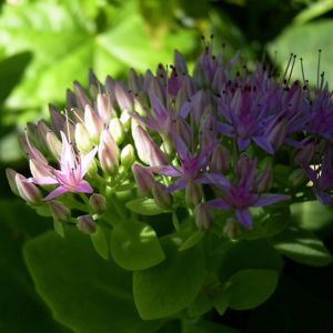 Fetthenne Bluete Sedum spectabile 13