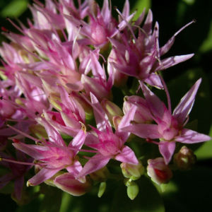 Fetthenne Bluete Sedum spectabile 14