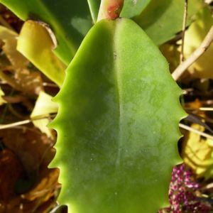 Fetthenne Sedum spectabile 02
