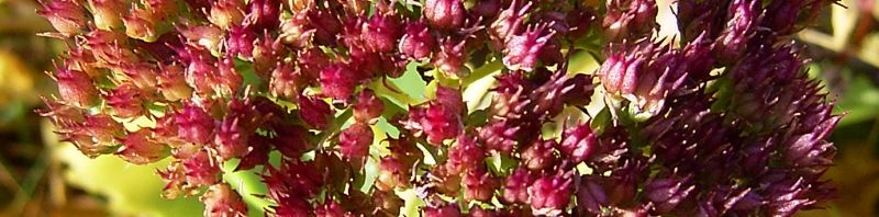 Anklicken um das ganze Bild zu sehen  Prächtige Fetthenne Blüte pink Sedum spectabile