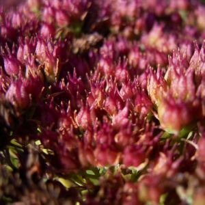 Fetthenne Sedum spectabile 04