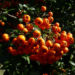 Zurück zum kompletten Bilderset Feuerdorn Frucht rot - Phyracantha coccinea