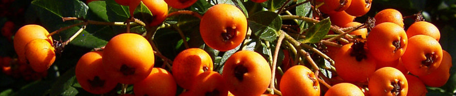 Anklicken um das ganze Bild zu sehen  Feuerdorn Frucht rot - Phyracantha coccinea