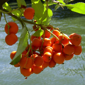 Feuerdorn Frucht rot Phyracantha coccinea 02