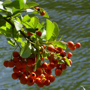 Feuerdorn Frucht rot Phyracantha coccinea 03
