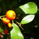 Feuerdorn Frucht rot Phyracantha coccinea 04