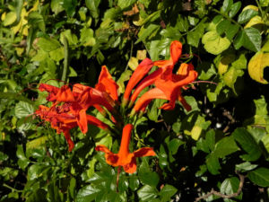 Feuerranke Blüte orange Pyrostegia venusta
