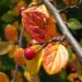 Zurück zum kompletten Bilderset Filz Zwergmispel Frucht rot Blatt Cotoneaster tomentosa