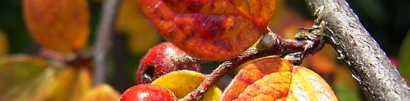 Anklicken um das ganze Bild zu sehen  Filz Zwergmispel Frucht rot Blatt Cotoneaster tomentosa