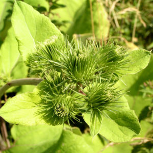 Filzige Klette gruen Arctium tomentosum 01