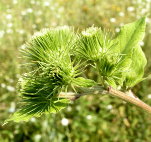 Filzige Klette gruen Arctium tomentosum 02