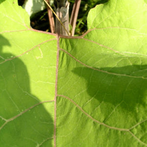 Filzige Klette gruen Arctium tomentosum 03