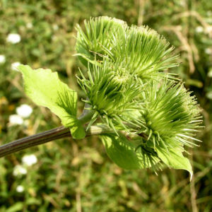 Filzige Klette gruen Arctium tomentosum 04