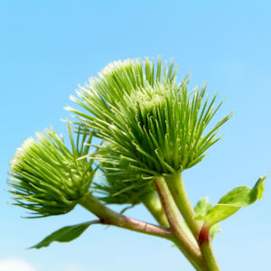 Filzige Klette gruen Arctium tomentosum 05
