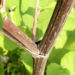 Zurück zum kompletten Bilderset Filzige Klette Blatt grün Arctium tomentosum