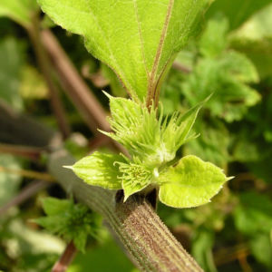 Filzige Klette gruen Arctium tomentosum 07