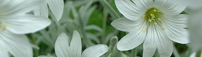 Anklicken um das ganze Bild zu sehen  Filziges Hornkraut Blüte weiß Cerastium tomentosum var columne
