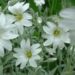 Zurück zum kompletten Bilderset Filziges Hornkraut Blüte weiß Cerastium tomentosum var columne