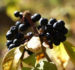 Zurück zum kompletten Bilderset Fingeraralie Henrys Frucht schwarz Blatt gelb Eleutherococcus henryi