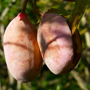 Fingerblaettrige Akebie Frucht Blatt Akebia quinata 01