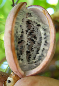 Fingerblaettrige Akebie Frucht Blatt Akebia quinata 02