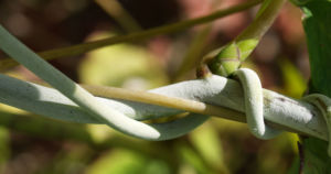 Fingerblaettrige Akebie Frucht Blatt Akebia quinata 03