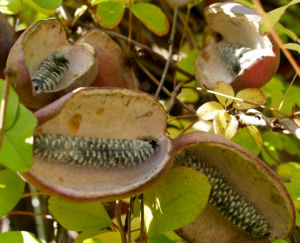 Fingerblaettrige Akebie Frucht Blatt Akebia quinata 06