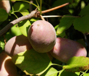 Fingerblaettrige Akebie Frucht Blatt Akebia quinata 07
