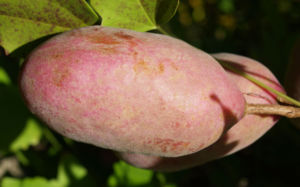 Fingerblaettrige Akebie Frucht Blatt Akebia quinata 09