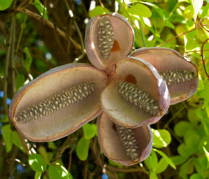 Fingerblaettrige Akebie Frucht Blatt Akebia quinata 10