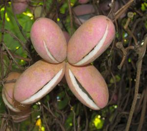 Fingerblaettrige Akebie Frucht Blatt Akebia quinata 12