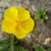 Zurück zum kompletten Bilderset Fingerkraut Blüte gelb Potentilla